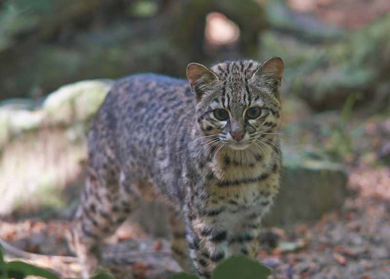 Safari Cat