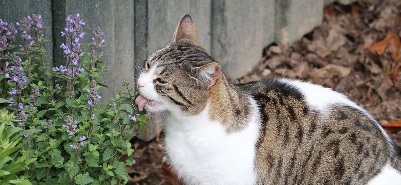 Safe Plant Selection for Cat Gardens