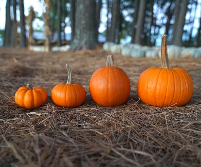 Safe: Pumpkin 