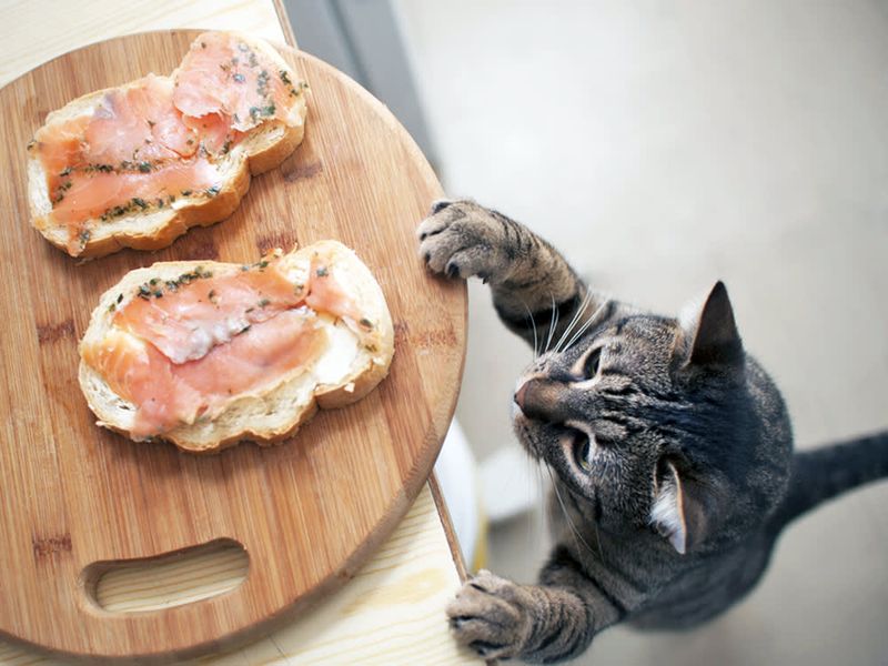 Salmon & Flaxseed Oil Delight