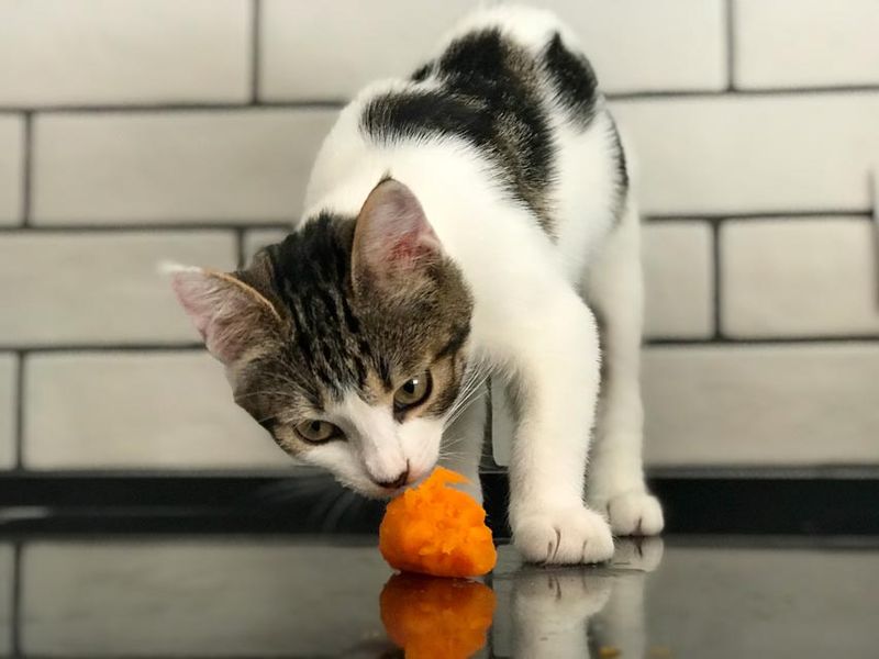 Same Toys, Every Day