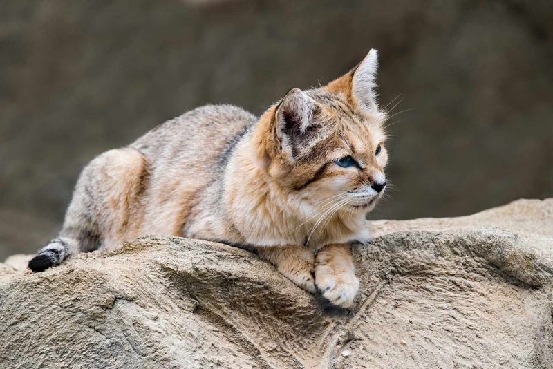 Sand Cat (Felis margarita)