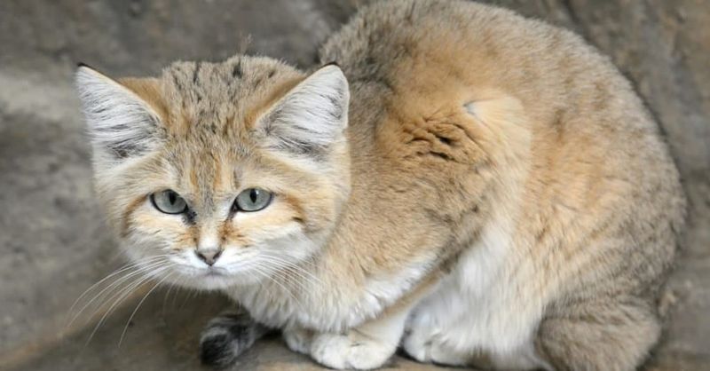 Sand Cat