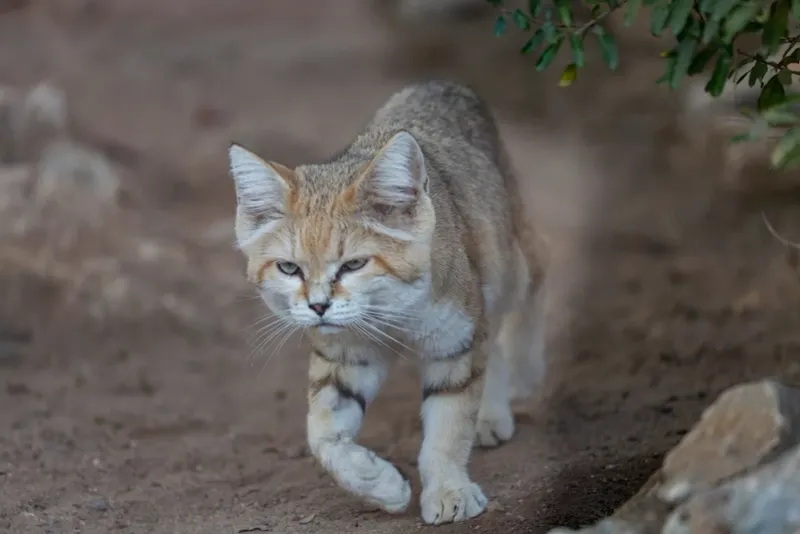 Sand Cat