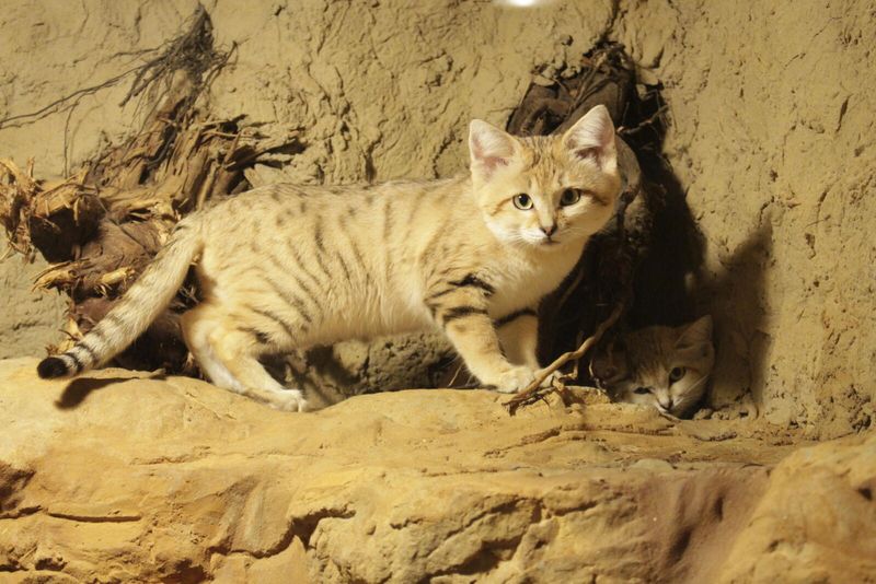 Sand Cats in Deserts