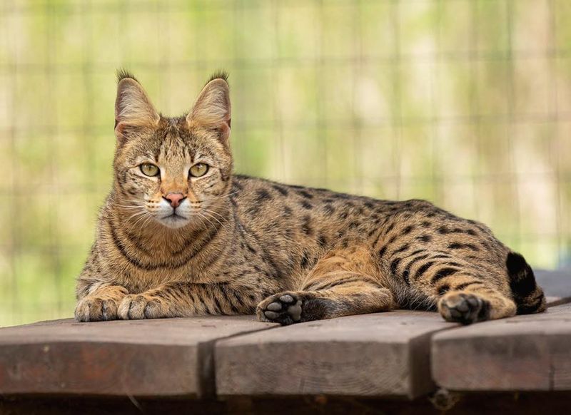 Savannah