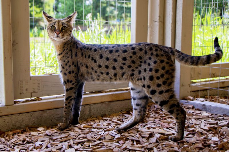 Savannah