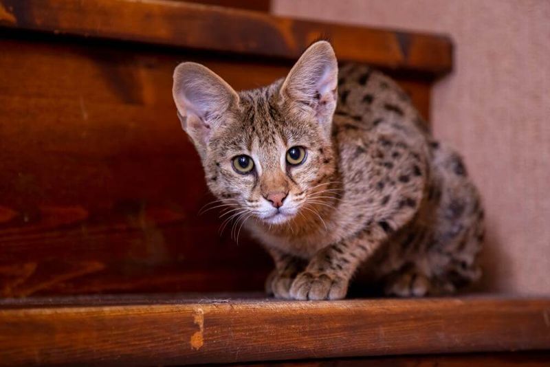 Savannah
