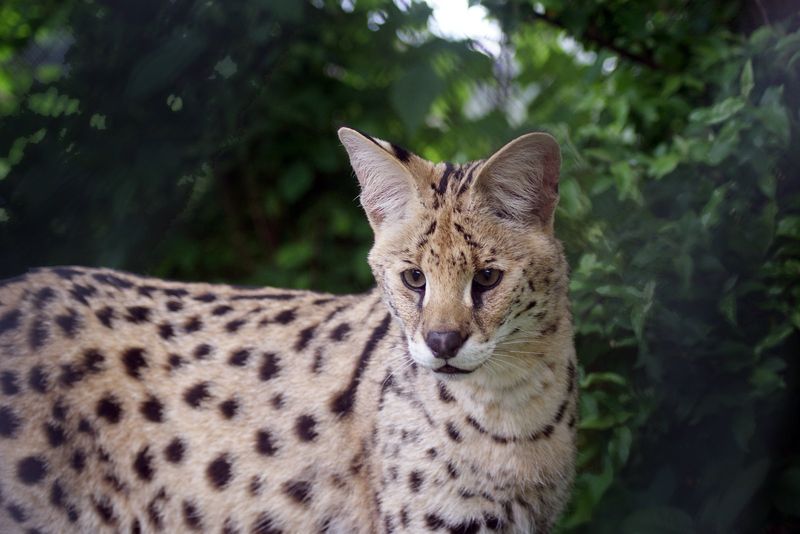 Savannah