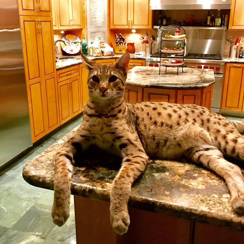 Savannah
