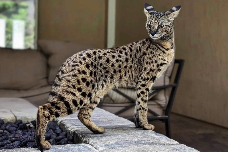 Savannah