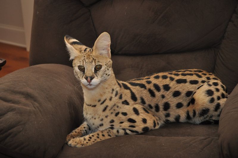 Savannah