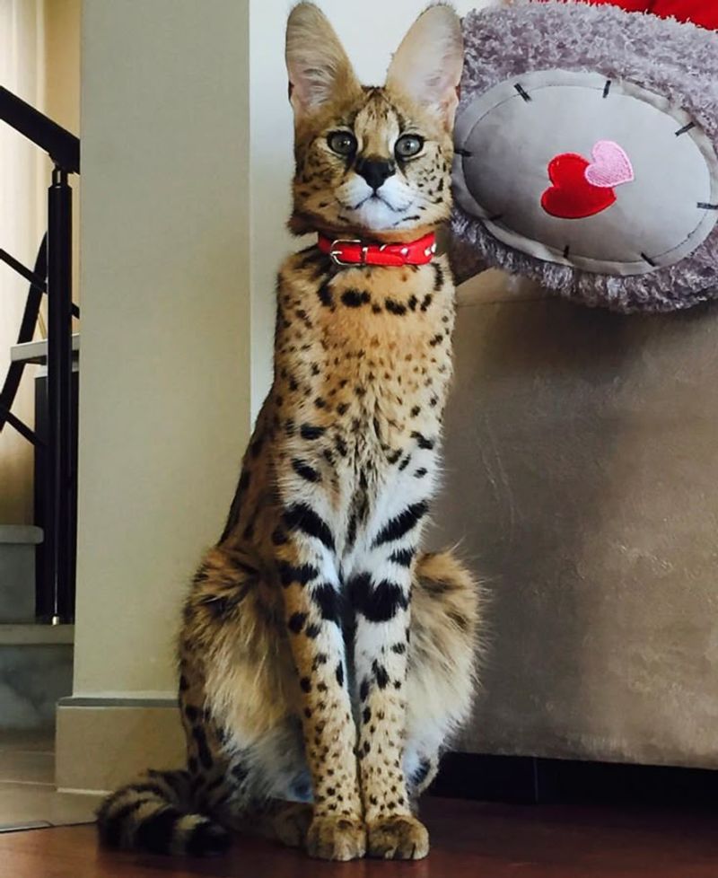 Savannah Cat