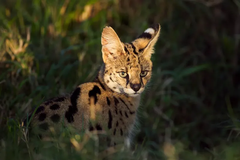 Savannah Cat