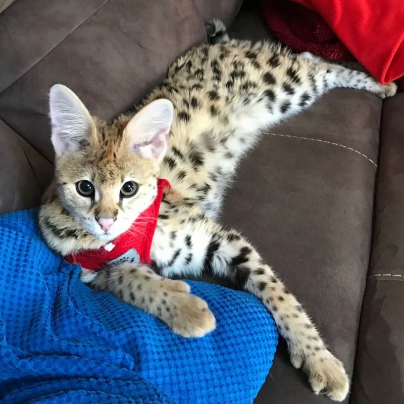 Savannah Cats: Wild Ancestry Equals Strong Immunity