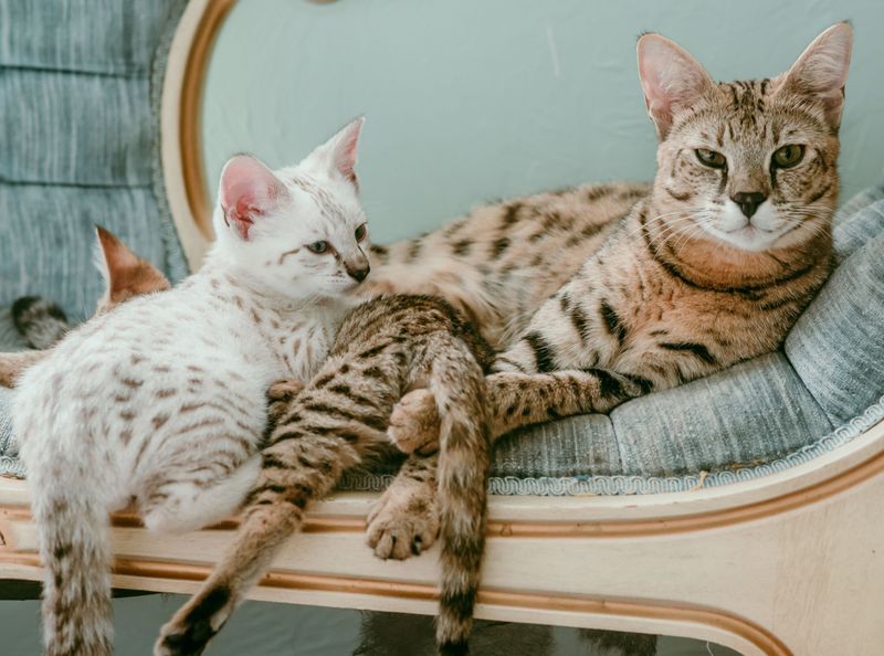 Savannah Cats in Californian Law