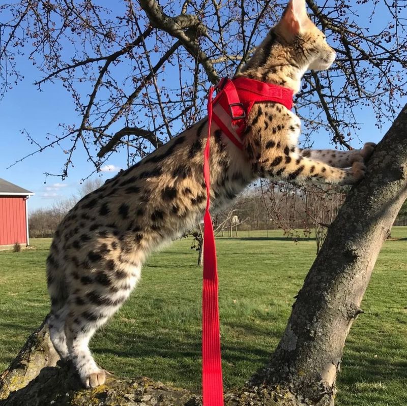 Savannah Cats