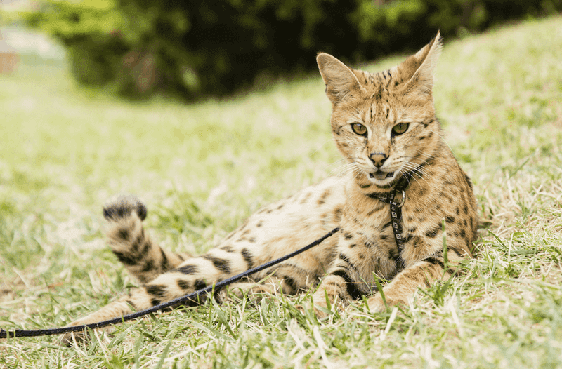 Savannah: Majestic Companions with Wild Spirit