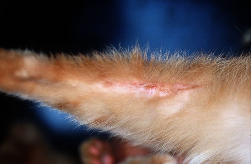 Scabbing or Lesions