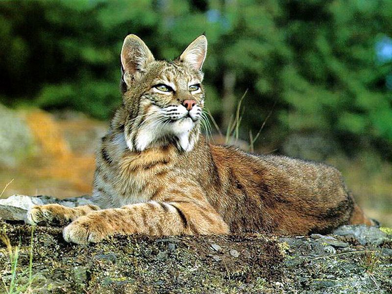 Scent-Marking Territory Disputes