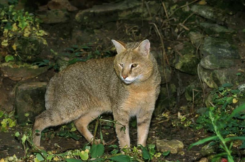 Scent Marking