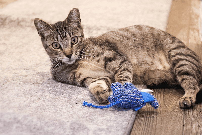Scheduled Play Sessions