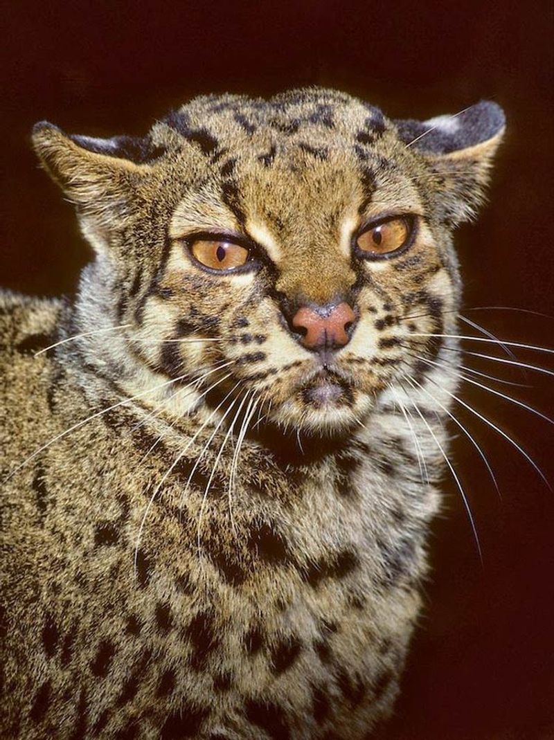 Scientific Mystery Cat
