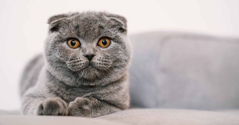 Scottish Fold