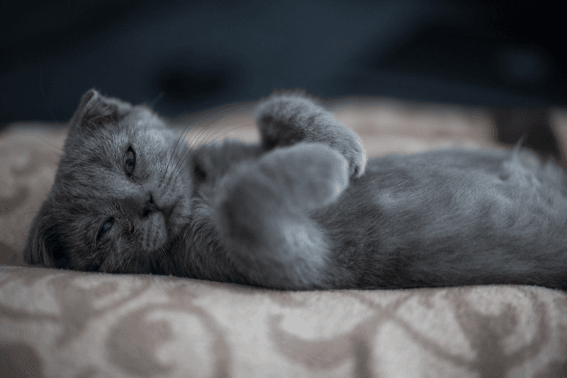 Scottish Fold