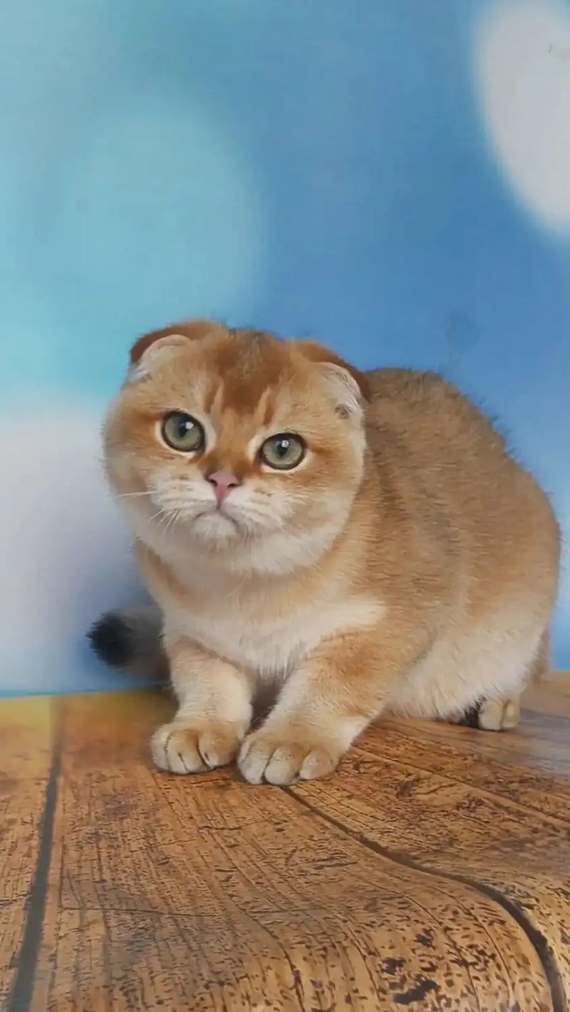 Scottish Fold