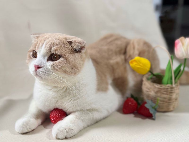 Scottish Fold