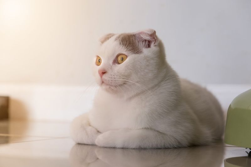 Scottish Fold