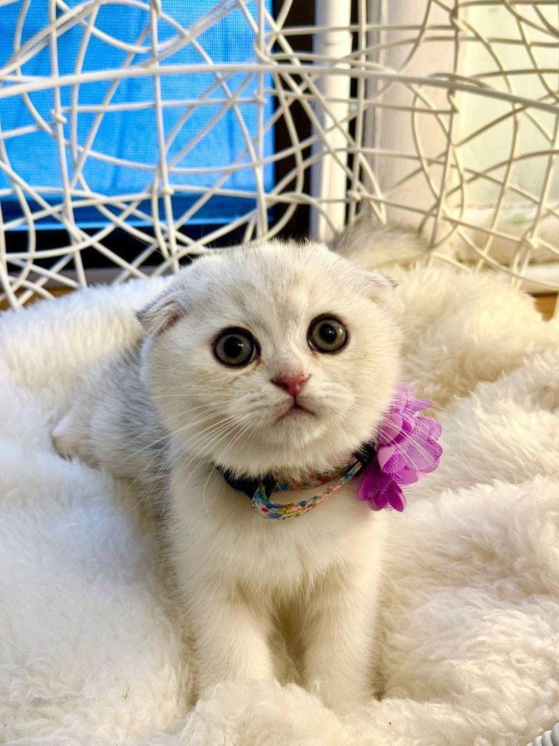 Scottish Fold