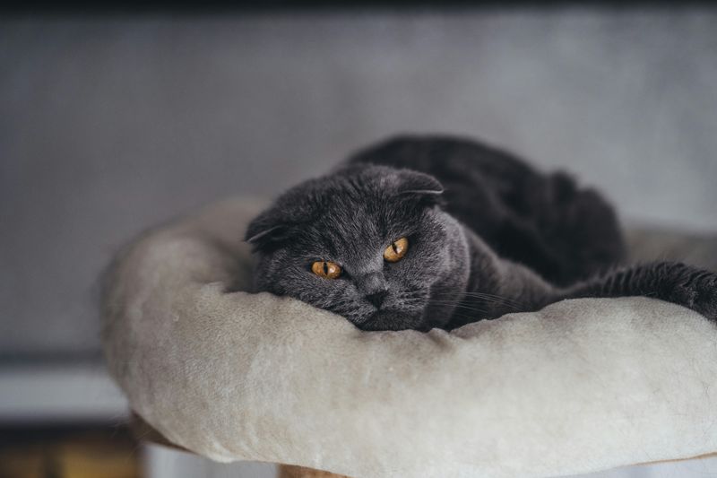 Scottish Fold