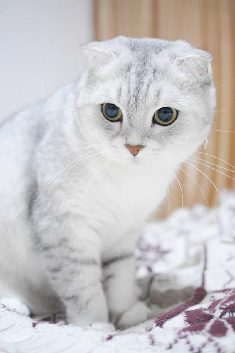 Scottish Fold