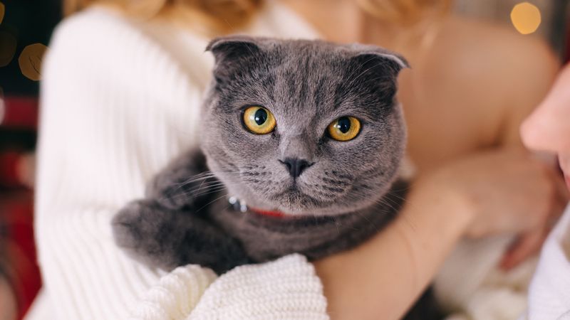 Scottish Fold