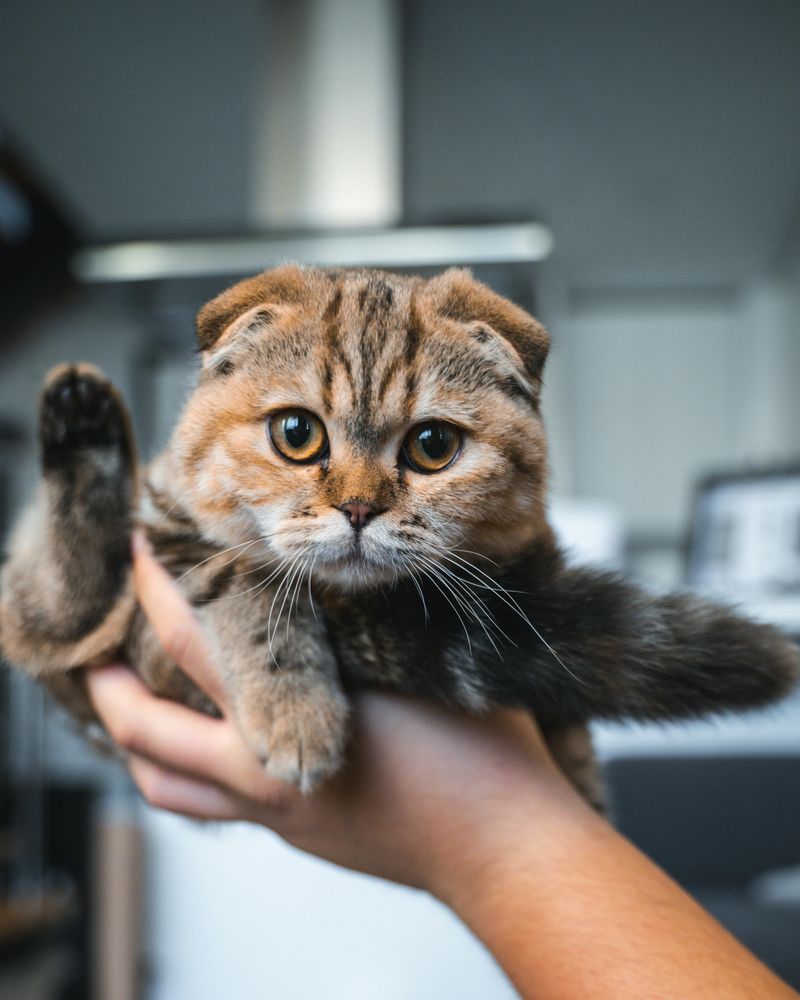 Scottish Fold
