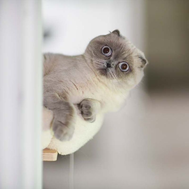 Scottish Fold