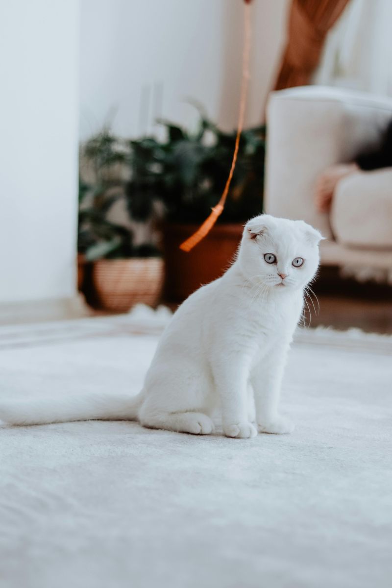 Scottish Fold