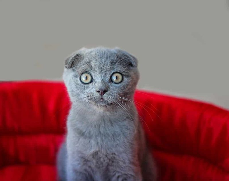 Scottish Fold