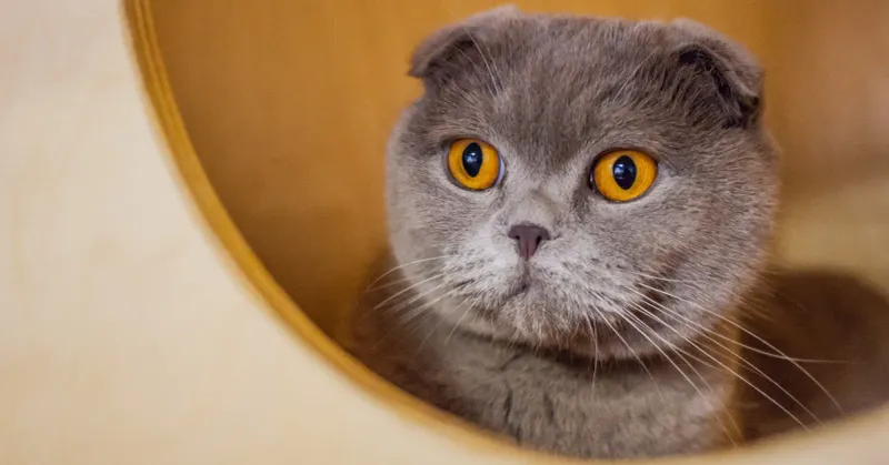 Scottish Fold