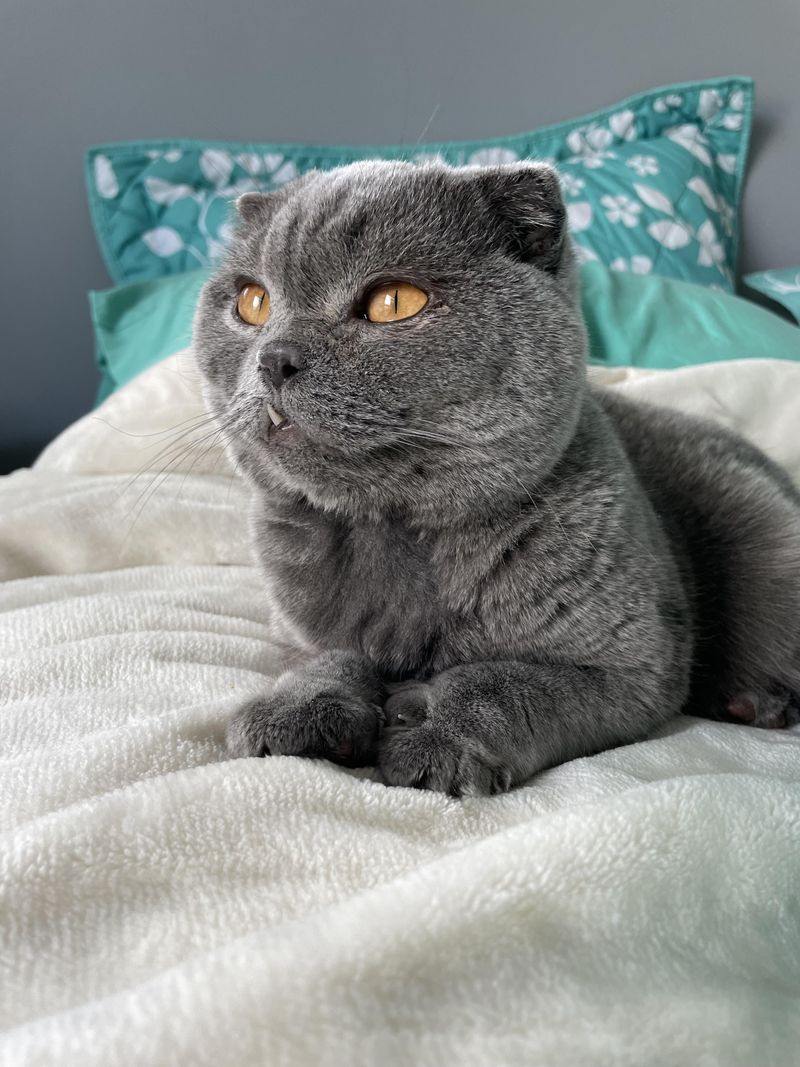 Scottish Fold