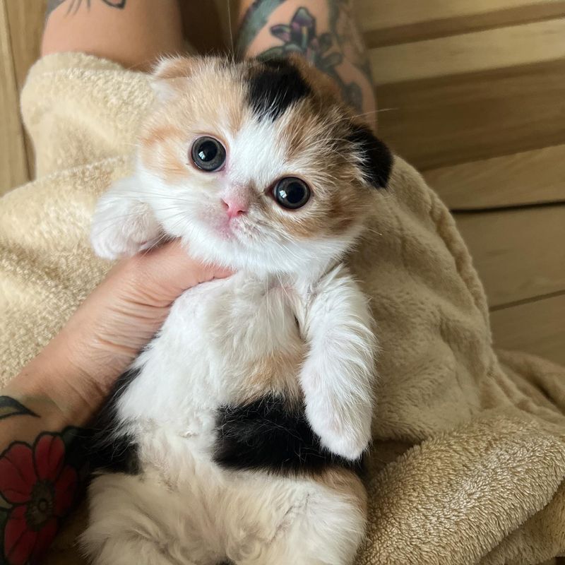 Scottish Fold
