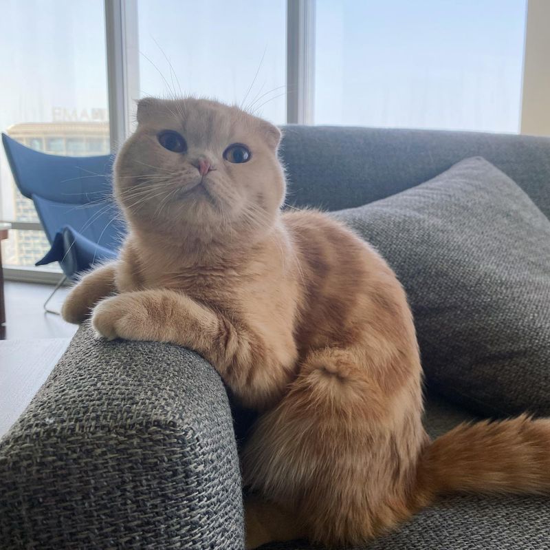 Scottish Fold