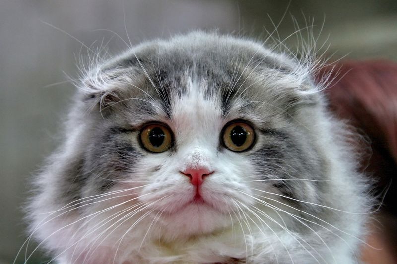 Scottish Fold