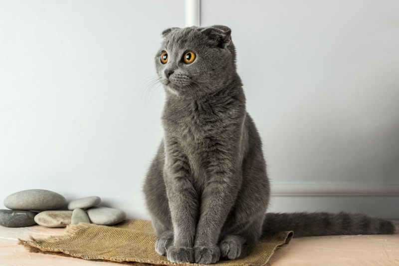 Scottish Fold