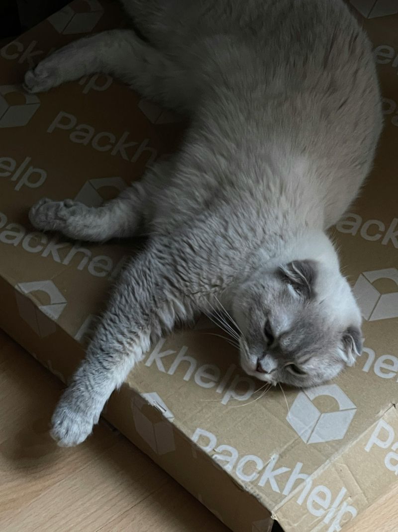 Scottish Fold