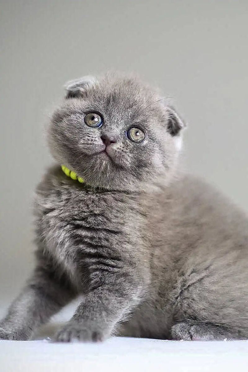 Scottish Fold