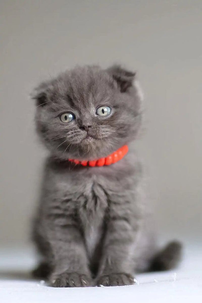 Scottish Fold