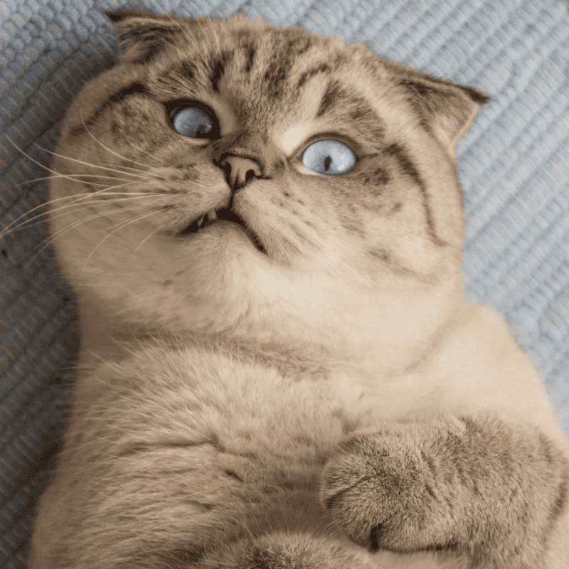 Scottish Fold